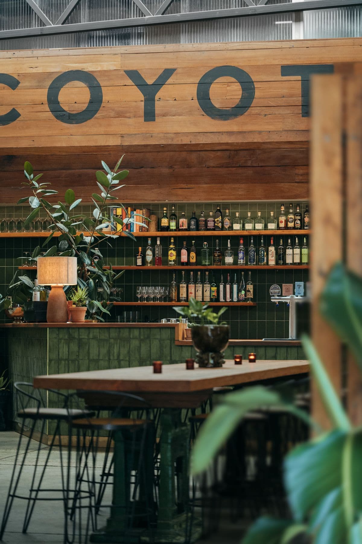 coyote function area